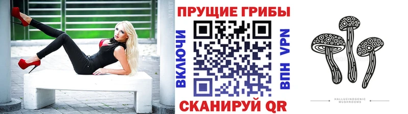 купить Болохово Псилоцибиновые грибы Psilocybine cubensis